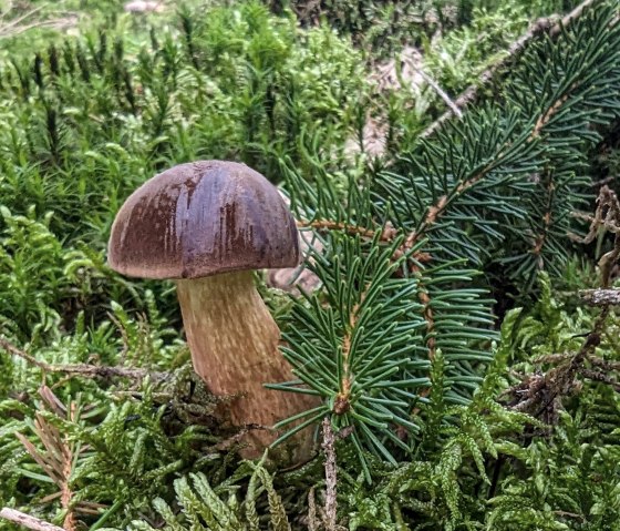 Pilztour, © Sandra Noßmann