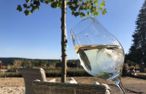 A wine glass with white wine shimmers in the sunlight. In the background, trees and a relaxed landscape can be seen.