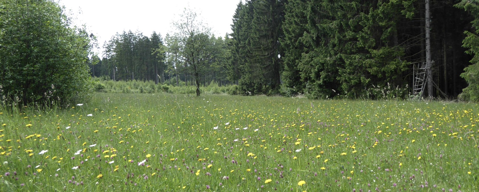 Waldwiese, © Tourist-Information Prümer Land