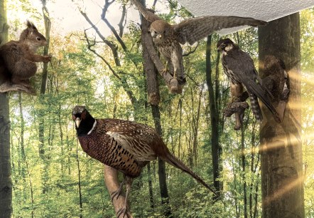 Ausstellung, &copy; Naturpark Nordeifel