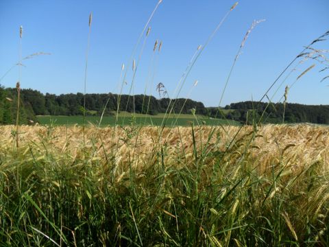 Ein weites Feld mit reifem Getreide und hohen Gräsern. Der Himmel ist klar und blau, im Hintergrund sind Bäume zu sehen.