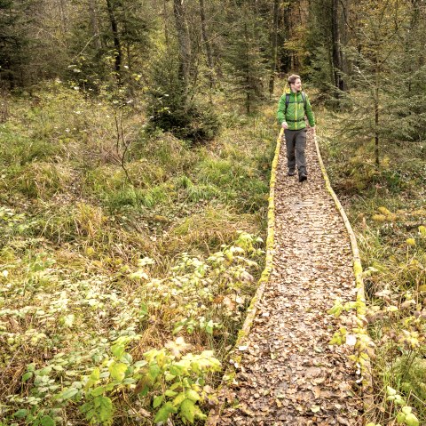 Loopbrug op de Schneifel heideweg, © Eifel Tourismus GmbH, Dominik Ketz
