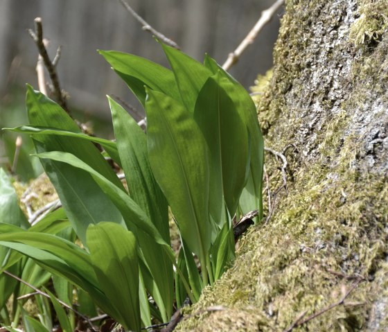 B&auml;rlauch, &copy; eifelnomaden, J. Baums