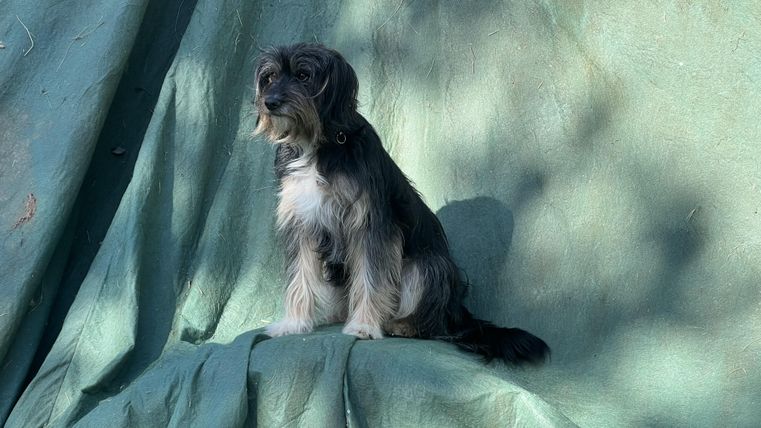 Ein kleiner Hund sitzt auf einem grünen Tuch. Er hat ein kräftiges Fell und schaut aufmerksam in die Ferne.