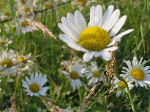 Eine Wiese voller Margeriten blüht im Sonnenlicht. Die weißen Blüten heben sich lebhaft vom grünen Gras ab.