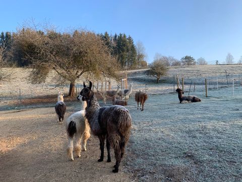 Eine Gruppe von Menschen spaziert mit Alpakas auf einer grünen Wiese. Im Hintergrund sind Bäume und Hügel zu sehen.
