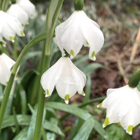 bl&uuml;hender M&auml;rzenbecher, &copy; Eifel Tourismus GmbH
