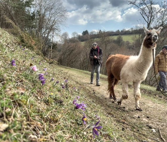 Lamawanderung, &copy; eifelnomaden, J. Baums