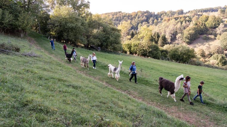 Eine Gruppe von Menschen spaziert mit Alpakas auf einer grünen Wiese. Im Hintergrund sind Bäume und Hügel zu sehen.