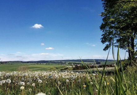 Panorama-Landschaft bei Olzheim, &copy; Tourist-Information Pr&uuml;mer Land/ Sebastian Wiesen