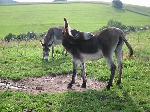 Zwei Esel auf einer grünen Wiese. Einer der Esel kratzt sich am Körper.
