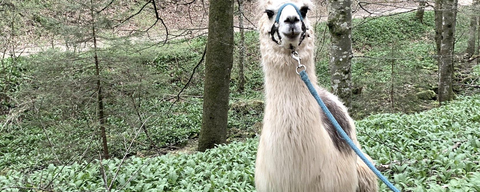 B&auml;rlauchzeit, &copy; eifelnomaden, J. Baums