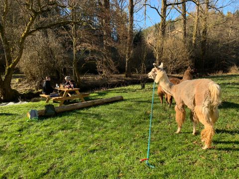 Eine Wiese mit einem Llama, das an einem Seil befestigt ist. Im Hintergrund sitzen Menschen an einem Picknicktisch.