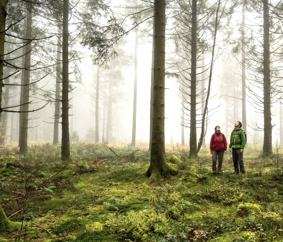 Mystischer Wald am Moore-Pfad Schneifel, © Eifel Tourismus GmbH, Dominik Ketz