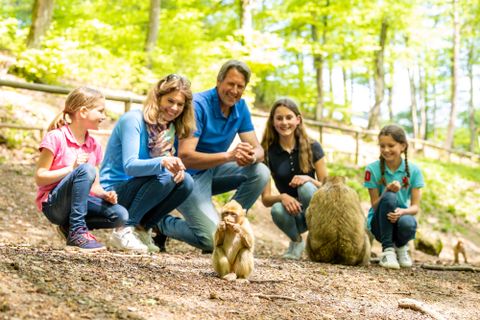 Une famille observe en souriant un groupe de singes dans un environnement forestier. Le soleil brille à travers les arbres, créant une atmosphère conviviale.