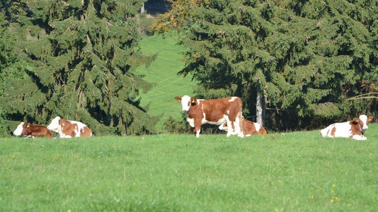 Eine Wiese mit mehreren Kühen, die entspannt grasen und liegen. Im Hintergrund sind hohe Bäume zu sehen.