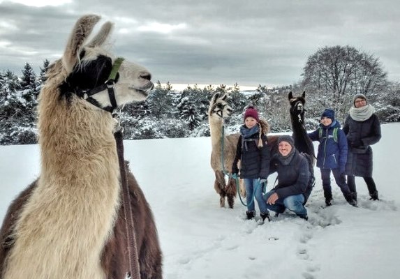 Randonn&eacute;e en lama avec la famille dans la neige
