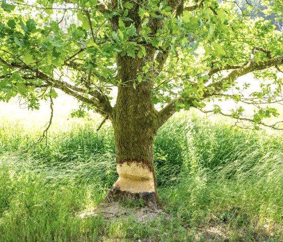 If you are lucky, you will discover beaver tracks along the Eifel-Ardennes cycle path, as in the Alfbachtal valley, © Eifel Tourismus GmbH, Dominik Ketz