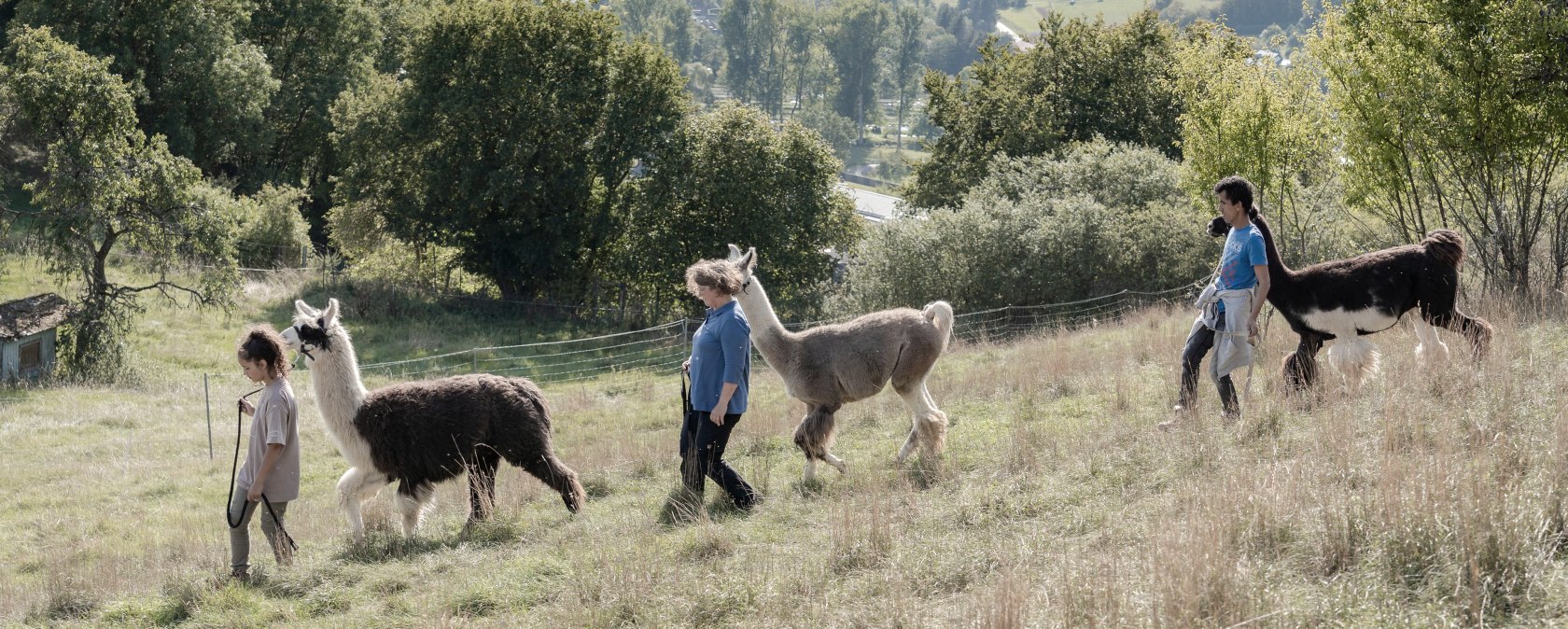 Lama-Wanderung, &copy; eifelnomaden, J.Baums