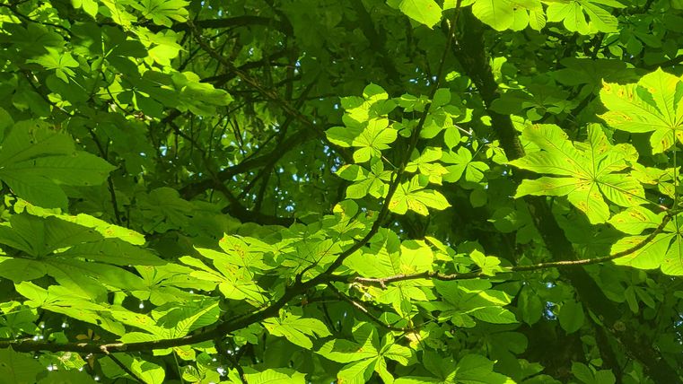 Green leaves that shine in the sunlight. A calm and natural view of a tree.