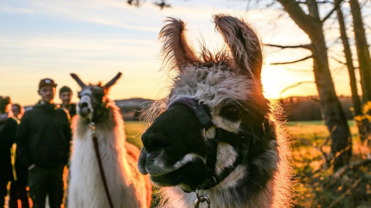 Un groupe de lamas est mené par des personnes sur un pré. Le soleil brille en arrière-plan et crée une belle ambiance de soirée.