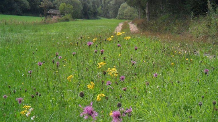 A green meadow with colorful wildflowers in purple and yellow. In the background, a narrow path and trees are visible.