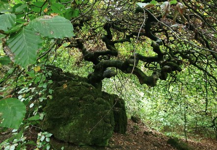 KrausbuchenWeg_Sch&ouml;necker Schweiz_Sebastian Wiesen_10.2021 (6), &copy; Tourist-Information Pr&uuml;mer Land, Sebastian Wiesen