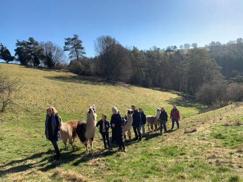 Eine Gruppe von Menschen führt Lamas über eine grüne Wiese. Der Himmel ist klar und blau, und es sind einige Bäume im Hintergrund zu sehen.