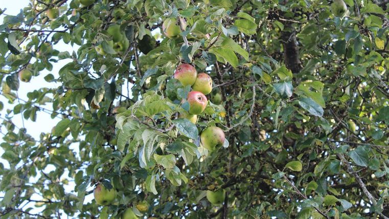 Ein Apfelbaum mit reifen Äpfeln, grünem Laub und einem klaren blauen Himmel. Die Äpfel sind teilweise rot gefärbt.