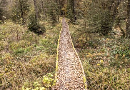 Moore-Pfad im Naturpark Nordeifel, &copy; Eifel Tourismus, Dominik Ketz