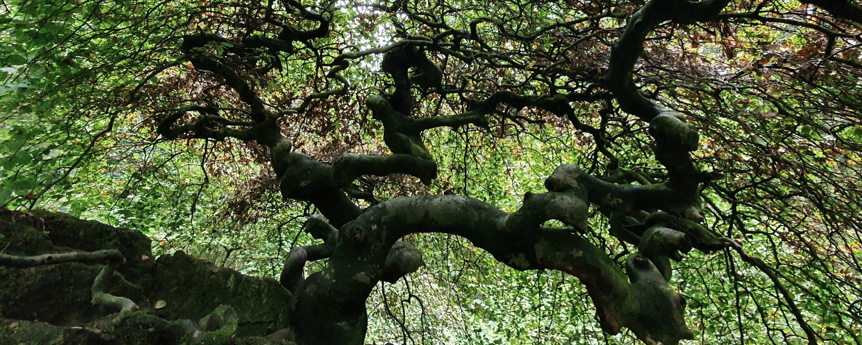 KrausbuchenWeg_Sch&ouml;necker Schweiz_Sebastian Wiesen_10.2021 (41), &copy; Tourist-Information Pr&uuml;mer Land, Sebastian Wiesen