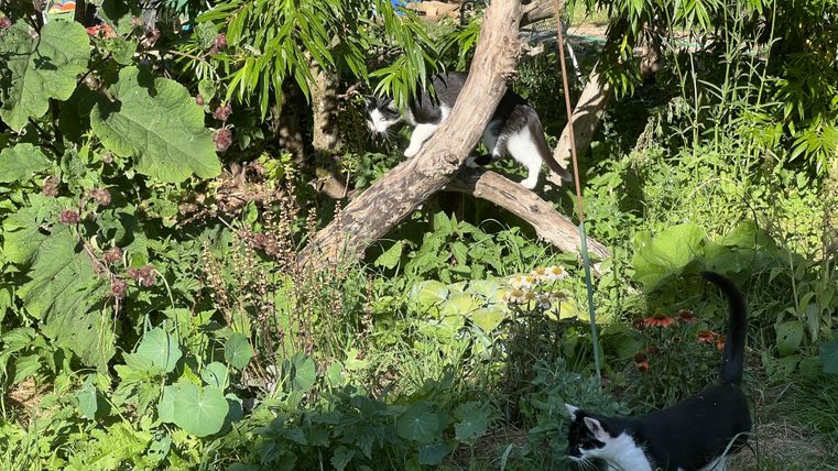 Zwei schwarz-weiße Katzen spielen in einem grünen Garten. Eine Katze klettert auf einem Baumstamm, während die andere auf dem Boden umherläuft.