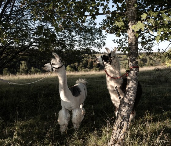 Eifelnomaden Ruhepause, © Eifelnomaden, Julietta Baums