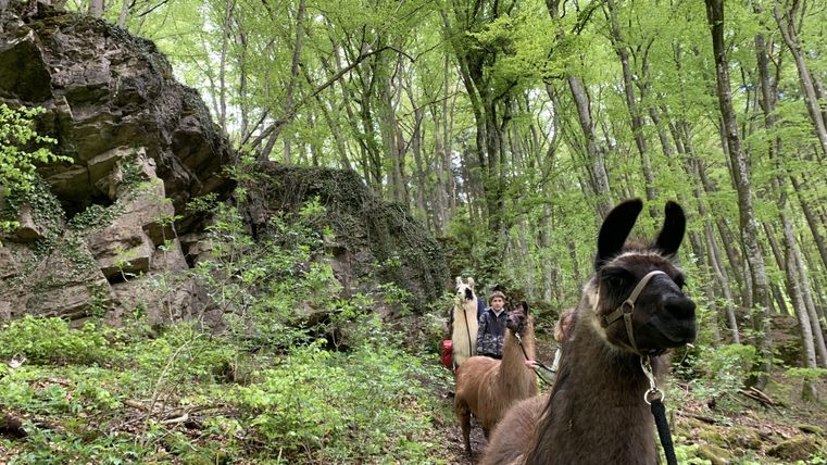 Ein Lama steht auf einer Wiese neben einem Holzstapel. Im Hintergrund sind Menschen und ein Verkaufsstand zu sehen.