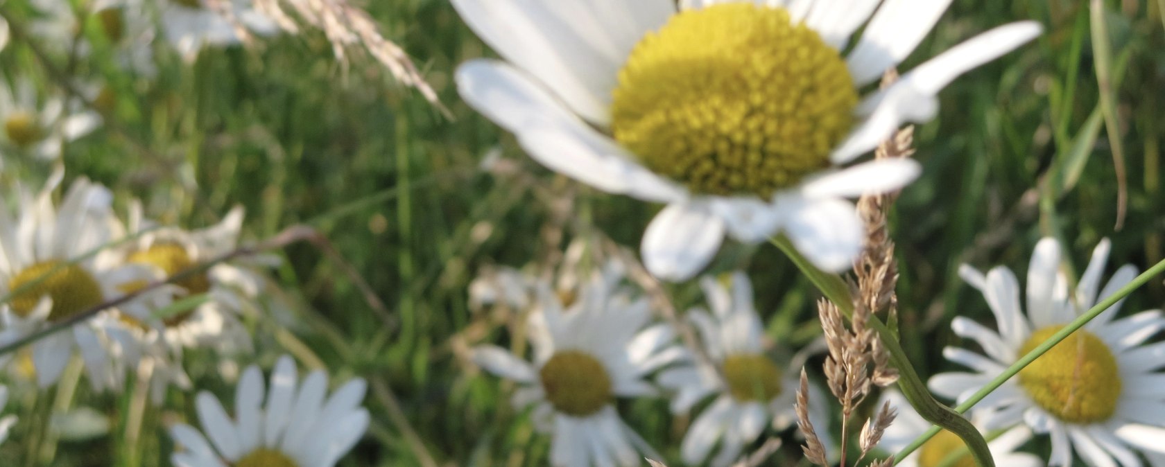 Blume, &copy; Tourist-Information Pr&uuml;mer Land