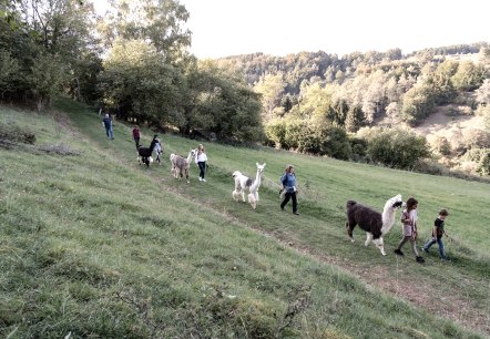 Eifelnomaden Lamas in der Schönecker Schweiz, © Eifelnomaden, Julietta Baums