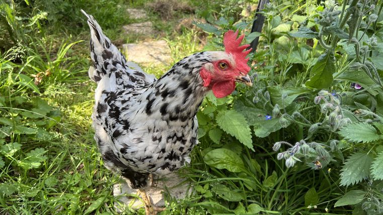 Ein bunt geflecktes Huhn steht im Grünen zwischen Pflanzen. Die Umgebung wirkt natürlich und lebendig.