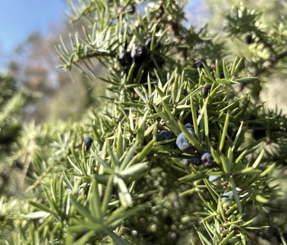 Sch&ouml;necken, Pr&uuml;mer Land Tour 2 Wacholderbeere &copy; Eifel Tourismus GmbH (29), &copy; Eifel Tourismus GmbH