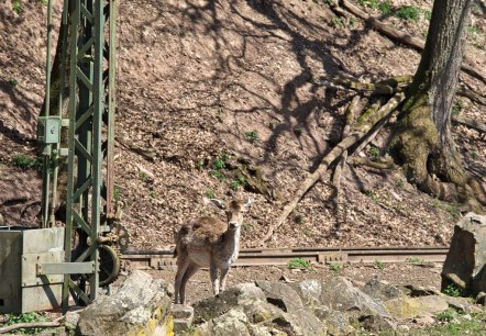 Zoo03, &copy; Eifel-Zoo, Wallpott