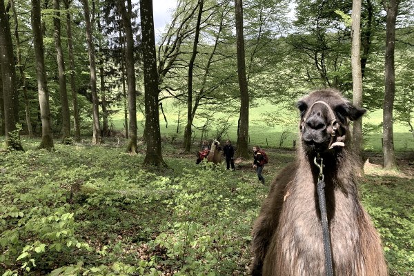 Lama wandeling in de beukenbossen van Schönecker Schweiz