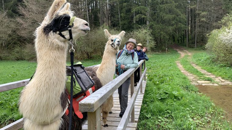 Eine Gruppe von Lamas steht auf einer Holzbrücke in einer grünen Landschaft. Im Hintergrund sind Wanderer zu sehen, die die Natur genießen.