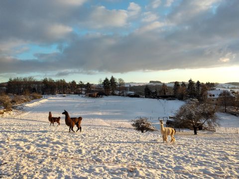 Zwei Lamas gehen über eine schneebedeckte Landschaft. Der Himmel ist teils bewölkt und die Umgebung ist ruhig und malerisch.