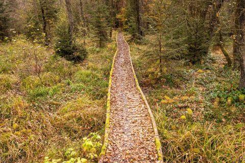 Un sentier en bois étroit traverse une forêt automnale. Partout, des feuilles colorées et de l'herbe verte sont étendues.