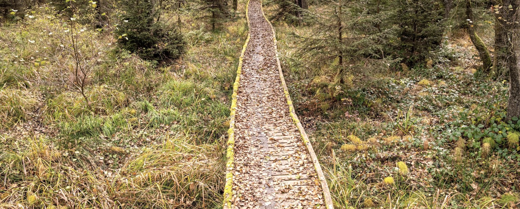Moore-Pfad im Naturpark Nordeifel, &copy; Eifel Tourismus, Dominik Ketz