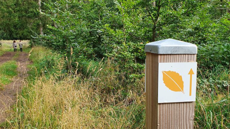 Ein Wanderweg durch einen Wald mit hohem Gras und Bäumen. Ein Wegweiser mit einem Blatt und einem Pfeil zeigt die Richtung an.