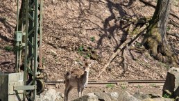 Zoo03, © Eifel-Zoo, Wallpott