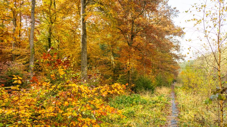 Ein schmaler Holzsteg führt durch einen herbstlichen Wald mit buntem Laub.