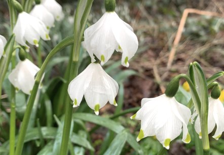 bl&uuml;hender M&auml;rzenbecher, &copy; Eifel Tourismus GmbH