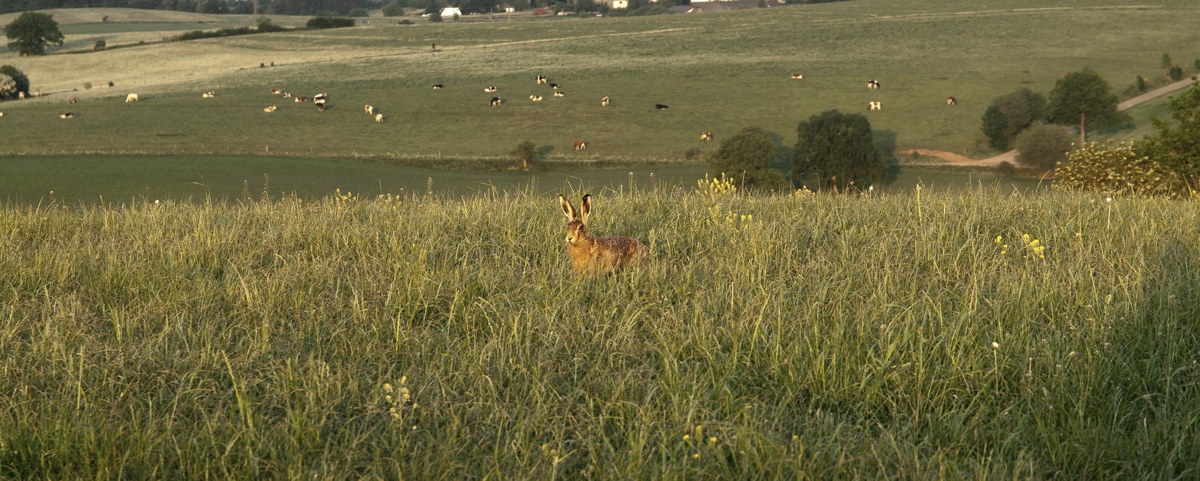 Prümer Land überraschter Feldhase, © Tourist-Information Prümer Land/Teuschler