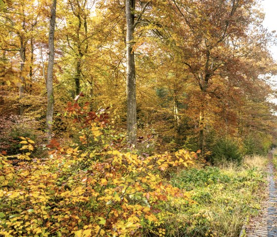 Footbridges on the Schneifel moorland trail, © Eifel Tourismus GmbH, Dominik Ketz